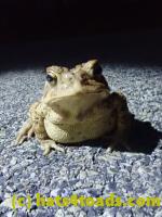 /home//u458753944/public_html/sourcegallery/////Roxborough Toad Detour/2022/2022-04-14 and 04-13/P4130979.JPG